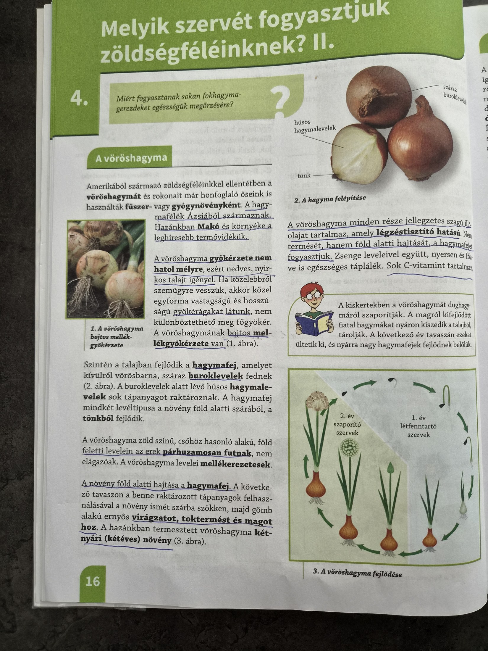 Zöldségfélék II. — hagyma, fokhagyma, sárgarépa, petrezselyem