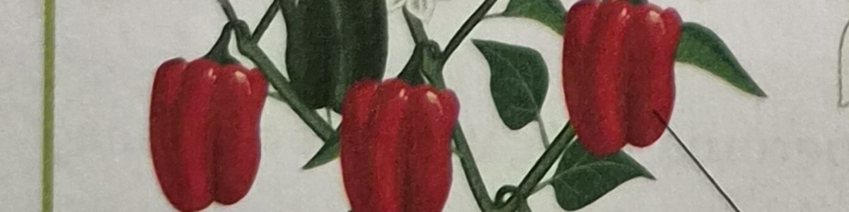 Zöldségfélék — paprika, paradicsom, burgonya, káposzta