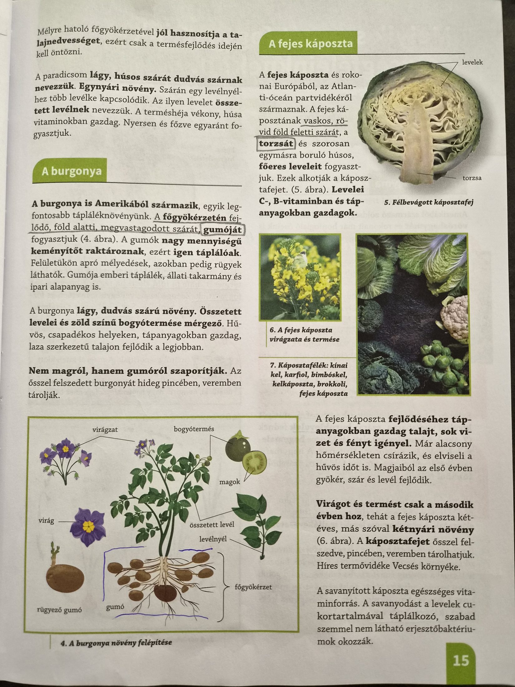 Dolgozat-felkészítő — burgonya, káposzta, hagyma, sárgarépa, alma